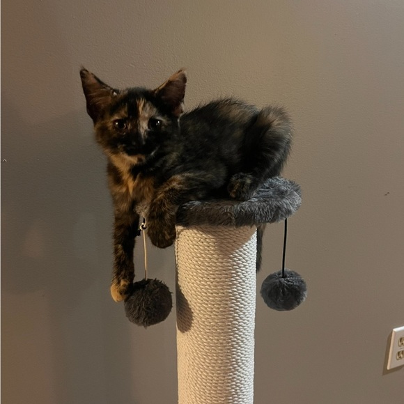 My grandkittens- they’ve grown! 6 months old now! - Picture 12 of 17